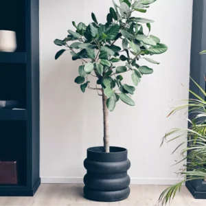 Halo black Planter Junior